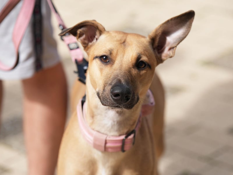 A dog was rescued from a flat above the charity shop.