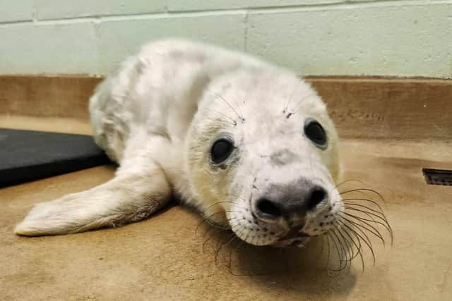 An orphaned baby seal is being rehabilitated at a Sussex animal rescue with a ‘substitute mother’ made from trousers and towels. Photo: RSPCA