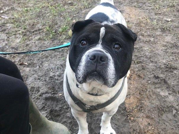 Barney is a Sharpei French Bulldog cross. He is a sweet, gentle boy who needs to be approached calmly on a first meeting. Once he knows you, you'll be his best friend! He loves cuddles and especially enjoys his walks - he always takes his time to sniff and potter about in between short bursts of energy. He has been described as 'a real gent' and will make for a calm and well-behaved companion. Rescue Remedies asks all adopters to read the re-homing information carefully, especially its commitment which states all adopters should keep their dogs on leads in public places.