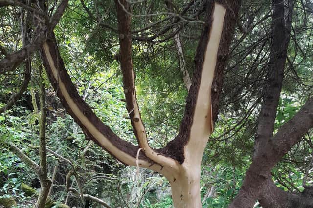 A fifty-year-old tree has been damaged in Highdown Gardens in Worthing