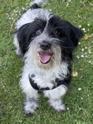 Wendal arrived at the RSPCA from a multi-dog household. He is a friendly boy who likes to sit on your lap for cuddles once he knows you. He enjoys fuss and attention and walks well on the lead. Wendal will need some training and help to build his confidence as he has not experienced much in his previous home. Wendal is sociable with other dogs and could live with another resident dog after suitable introductions. He is looking for an adult home and will need his own garden.