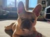 One-eyed French Bulldog with ‘infectious and playful energy' needs a loving home