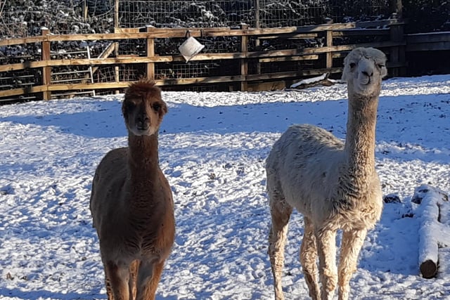 IN PICTURES: 7 pictures of the resident animals at Tilgate Nature Centre enjoying the wintry conditions