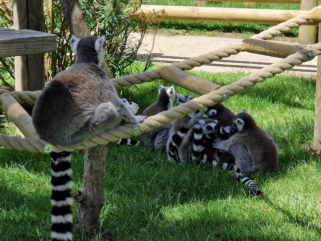 Drusillas offers animals, rides, play areas and more for families from Sussex and beyond