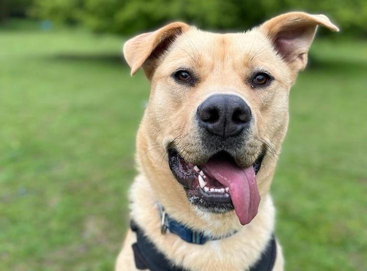 Nigel is a two-year-old male unknown crossbreed at Brighton Animal Centre in Braypool Lane.