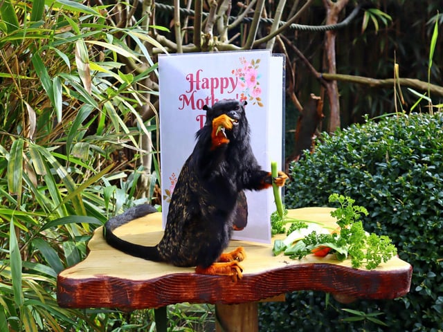 Red-handed tamarins: Mum Isla