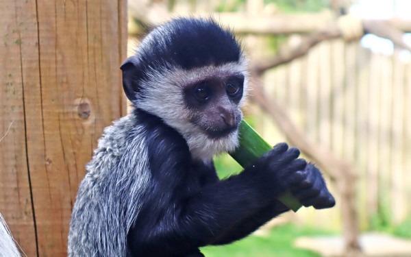 The new animals at Drusillas Park in East Sussex