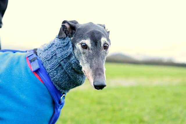 Meet Josh – an adorable greyhound with a calm and gentle nature who is looking for a new home.