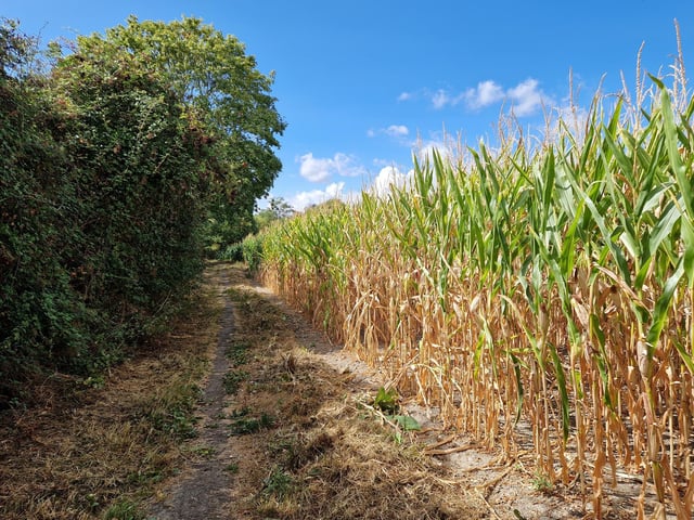 You walk alongside a field of sweetcorn