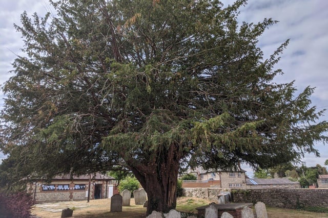 A yew tree in the grounds of St Margaret's Church in Angmering