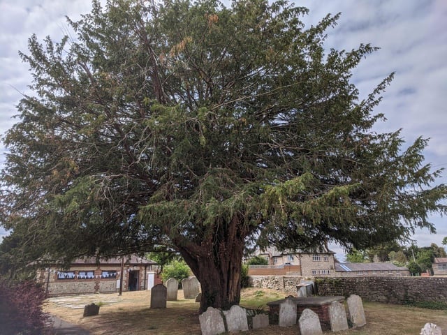 A yew tree in the grounds of St Margaret's Church in Angmering