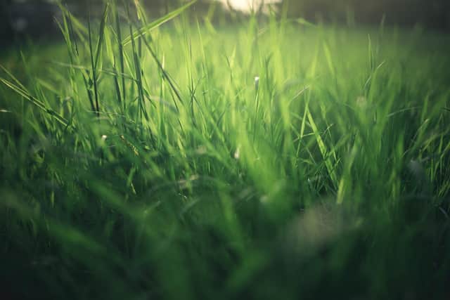 Some people in Horsham are reporting that grass verges are 'dangerously high'