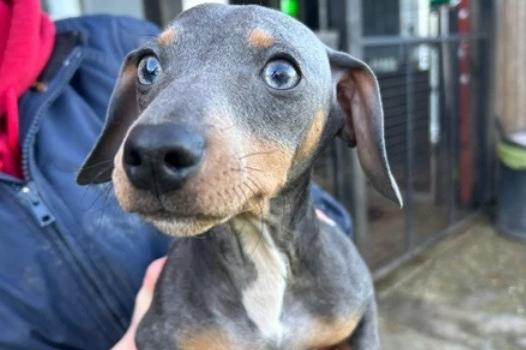 Simba is a lovely young boy who is currently in foster for assessment with his friend Hope. They do not need to be rehomed together, Arundawn has said. Simba is used to living with other dogs and children over eight years old.