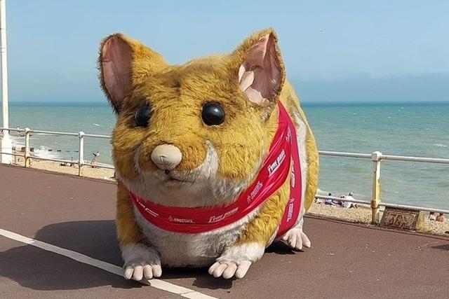 Giant Hamster in Hasting. Pic by Rosemary Nowlan