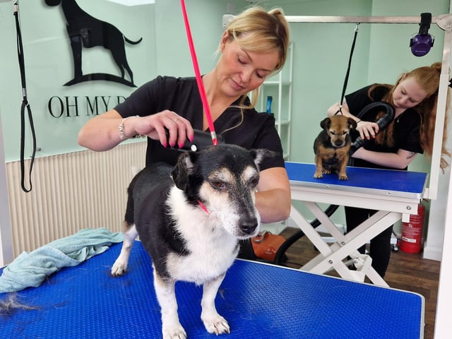 Oh My Dog, a dog grooming service has recently opened in Valebridge Road, Burgeess Hill. SR2508122. Pic S Robards/Nationalworld