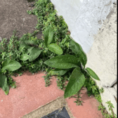 Weeds pictured on Hyde Road