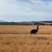 Emu in a Peacehaven field. Photo: Tracey Gammon