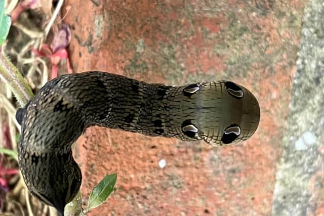 The caterpillar of the Elephant Hawk-moth