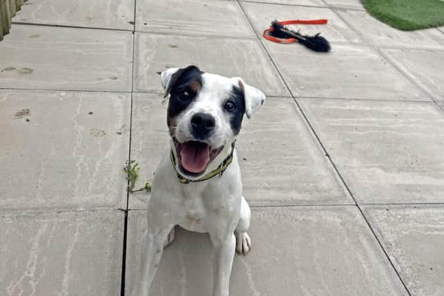 Meet Logan – a Jack Russell Terrier full of life and enthusiasm, who is looking for a new home.