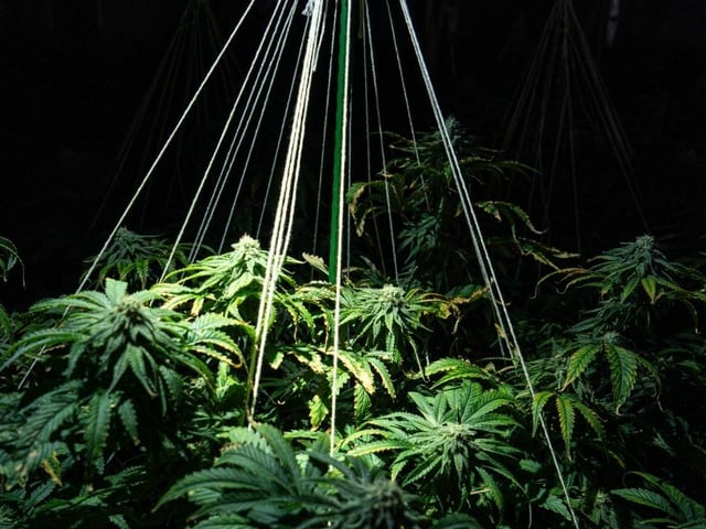 Two jailed after 500-plant cannabis farm discovered in Sussex