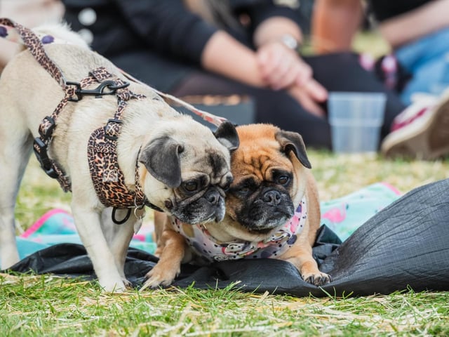 Dogs were more than welcome at the event.