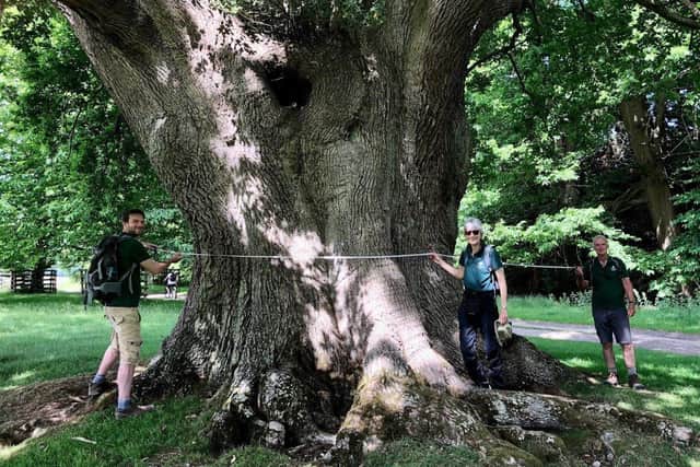 Volunteers for the Lost Woods project measure an ancient tree
