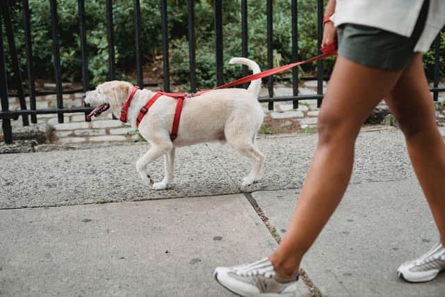 Thousands of Brits may be hit with a £500 fine as more than a million dogs in the UK have not been microchipped, despite it being a legal requirement.