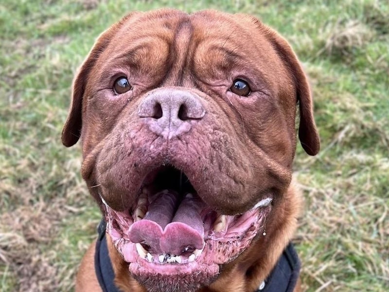 Arthur is a sensitive chap who can be a bit overwhelmed in new situations. Once he has met you he is a friendly, affectionate, cuddly boy who, despite his size, likes to try and sit on your lap. Arthur enjoys his treats and would rather play with you than a toy. He is very clean in his kennel so is housetrained and walks nicely on the lead. Arthur definitely prefers the company of people to other dogs and does not like them invading his space. He will need his own garden to chill out in. He is looking for a quiet, calm life so would prefer an adult only home.