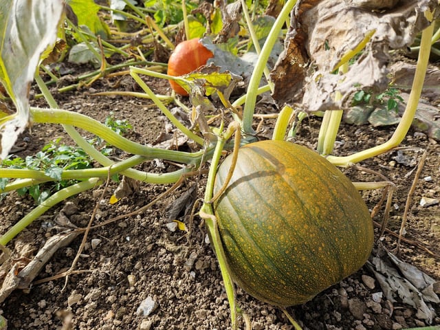 Sompting Pumpkins opens for family pumpkin-picking fun again next month (October 2025)
