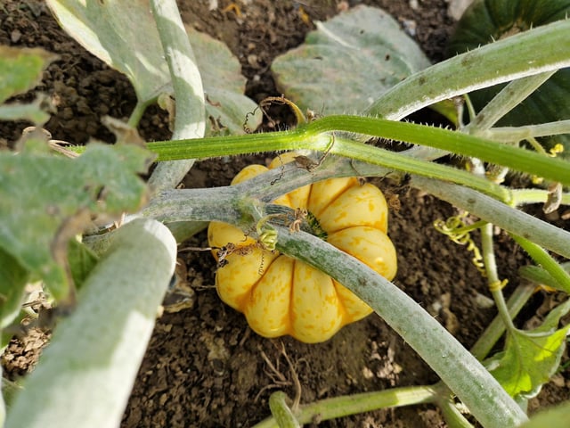 Sompting Pumpkins opens for family pumpkin-picking fun again next month (October 2025)