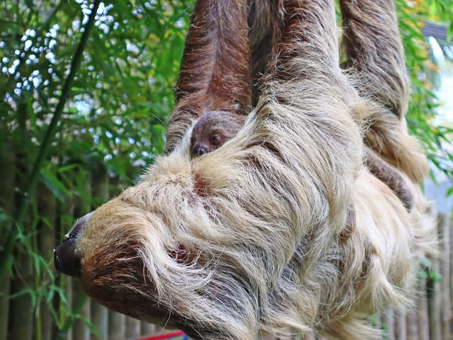 Baby sloth at Drusillas Park in East Sussex