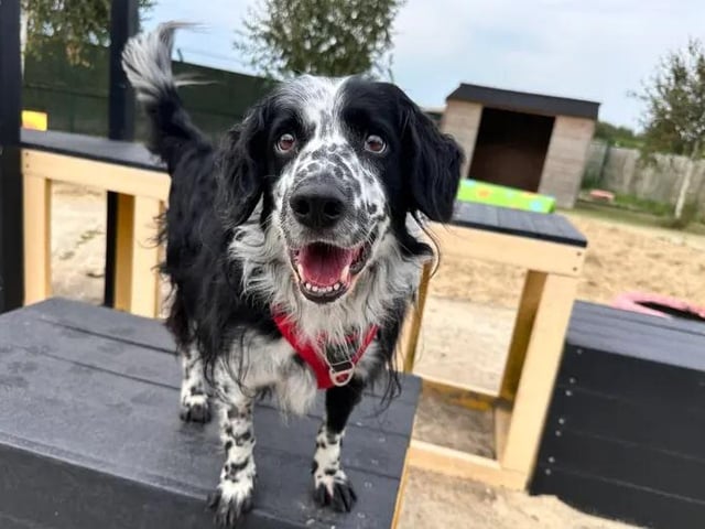Tex has a calm sensitive nature, he enjoys gentle fusses from his favourite friends and will show you his affection by nuzzling into your hand. His ideal home is a peaceful environment with a garden to call his own, and adopters who are able to build up any time he spends alone very gradually. Tex walks beautifully on the lead and really enjoys his walks in the countryside, where he can have a good sniff around. Dogs can be a little worrying for him so he much prefers quieter walking areas. However, he travels very well in the car so finding new places to explore together is no problem for him.