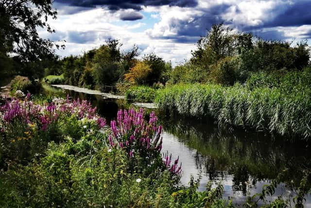 Wildflowers along the Canal. Picture by Adele Butters.