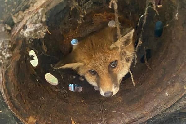The young fox was found to have its head through the central hole in a metal wheel – which still had the tyre attached – in Shoreham-by-Sea. Photo: East Sussex Wildlife Rescue & Ambulance Service