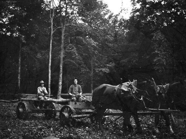 Canadian lumberjacks felled many trees in the woods to help with the First World War effort