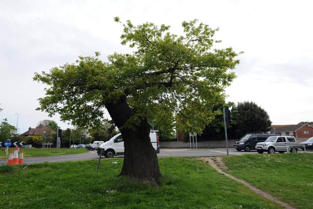 The Midsummer Tree in 2012. Picture: Stephen Goodger W21513h12