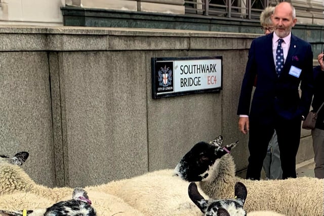 Maidenbower resident Michael Bale took part in ancient Sheep Drive tradition in London at the weekend.
