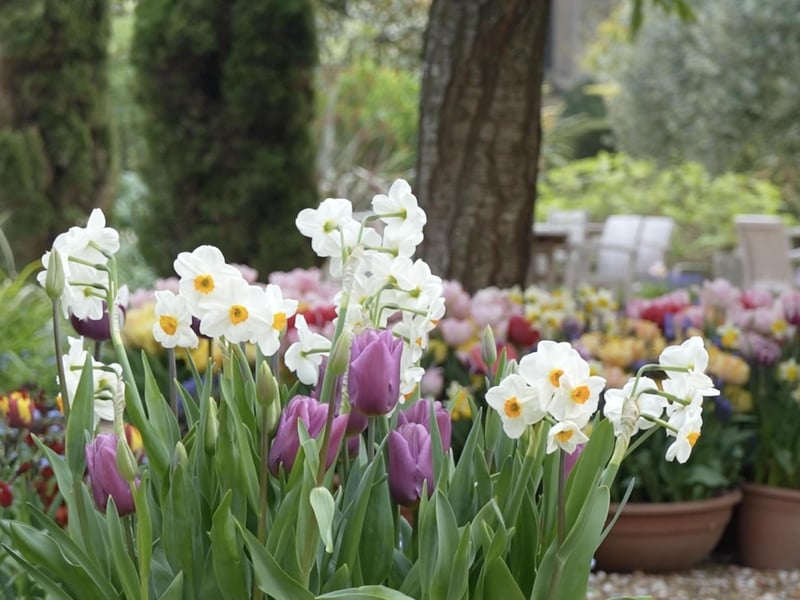 More fantastic photos of the Arundel Castle Tulip Festival
