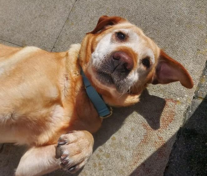 Arundawn said Harley was sadly dumped on her 11th birthday. She is still very active and would prefer a rural home. Harley has been happy living with other dogs after slow introductions but can be reactive to some out on walks. The charity said she may be better suited as an only dog. Harley has been good with children aged 12 and above.   She is strong on the lead on occasion but can walk well until she spies other dogs. Arundawn said she needs a special family who can continue to work with her on her manners. ​