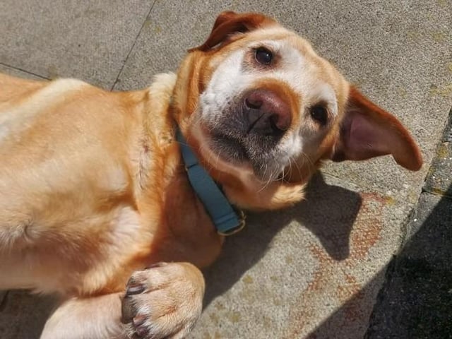Arundawn said Harley was sadly dumped on her 11th birthday. She is still very active and would prefer a rural home. Harley has been happy living with other dogs after slow introductions but can be reactive to some out on walks. The charity said she may be better suited as an only dog. Harley has been good with children aged 12 and above. She is strong on the lead on occasion but can walk well until she spies other dogs. Arundawn said she needs a special family who can continue to work with her on her manners. 