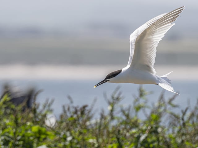 Sandwich tern. Photo: Philip Croft / RSPB / the Press Association