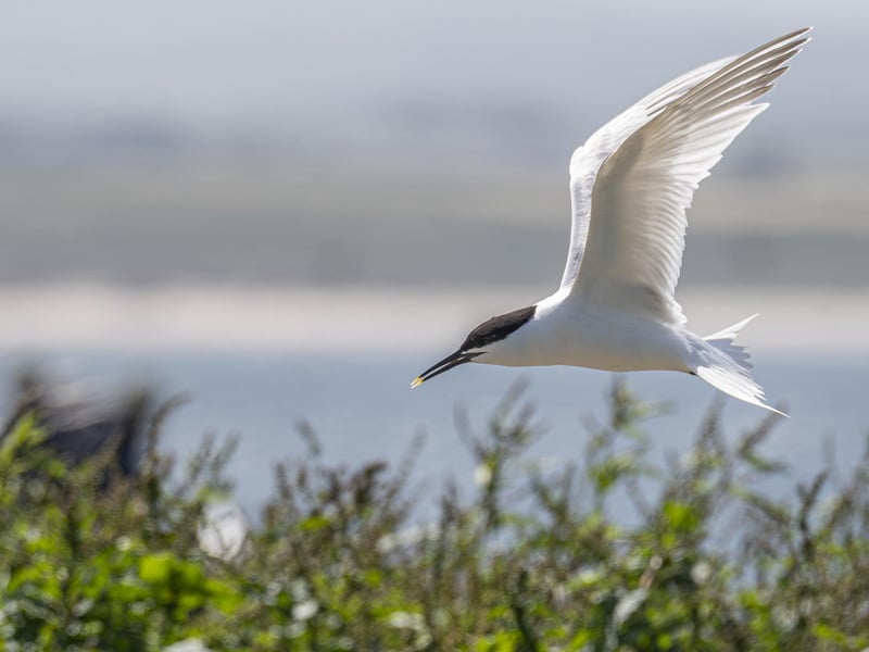 Sandwich tern. Photo: Philip Croft / RSPB / the Press Association