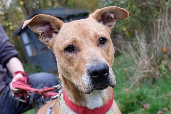 Bunny is 'a sweet and loving' pooch. She loves playing in the paddock, chasing balls and getting lots of cuddles. She can be overwhelmed by other dogs and therefore wears a muzzle when out on walks. Bunny will make a wonderful companion to a lucky person.
