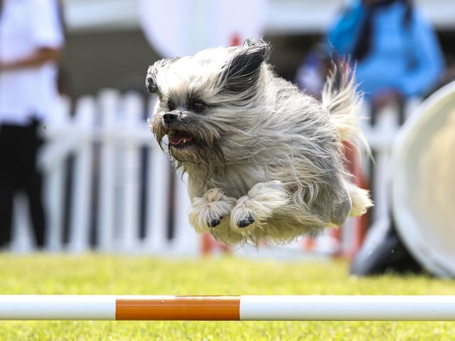 An adorable pup enjoys the 'Have-a-go Hurdles' at Goodwoof. Photo: Kieran Cleeves, PA