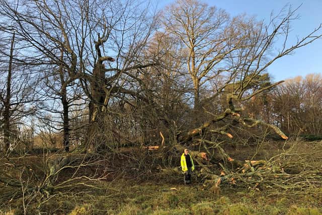 One of the trees damaged during the storm. Photo: National Trust.