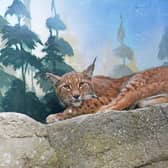 A pair of Eurasian lynx brothers have arrived at their new home at Drusillas Park following a £250,000 enclosure built to recreate their natural habitat.