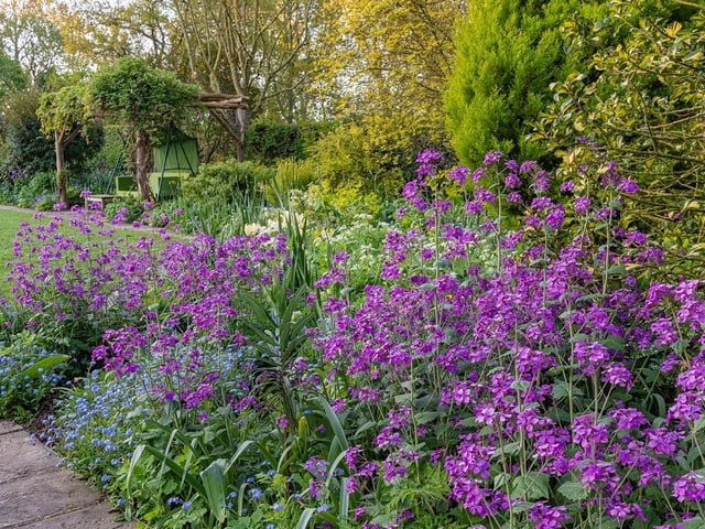Lunaria annua flowering in an informal country cottage garden border in Spring - April