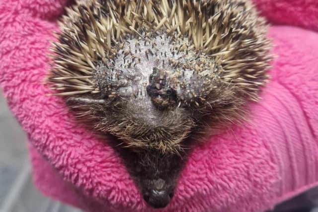 Hedgehog picked up by curious dog sustained injury to the top of his head. 