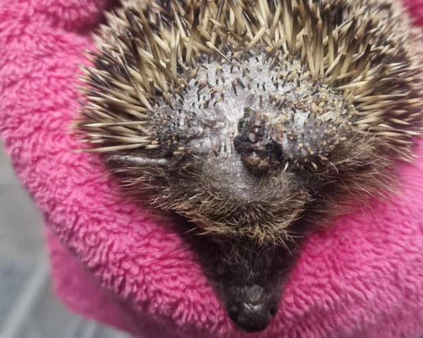 Hedgehog picked up by curious dog sustained injury to the top of his head. 