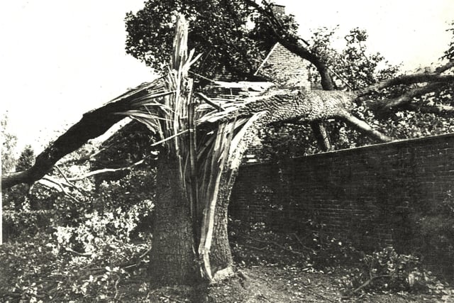 A tree in Coppice Walk after the Great Storm 1987